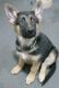German Shepherd Puppies for sale in Livonia, MI, USA. price: $500