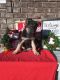 German Shepherd Puppies for sale in Woodburn, IN 46797, USA. price: $325