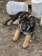 German Shepherd Puppies for sale in Calhan, CO 80808, USA. price: $1,200