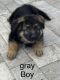 German Shepherd Puppies for sale in St.Petersburg, Florida. price: $800