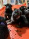 German Shepherd Puppies for sale in Moncks Corner, South Carolina. price: $750