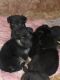 German Shepherd Puppies for sale in Zimmerman, Minnesota. price: $400