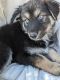 German Shepherd Puppies for sale in Phoenix, AZ 85019, USA. price: $700