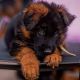 German Shepherd Puppies for sale in Charleston, South Carolina. price: $550
