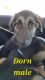 German Shepherd Puppies for sale in Tempe, AZ, USA. price: $500