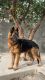 German Shepherd Puppies for sale in Beas, Punjab. price: 30,000 INR