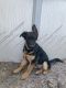 German Shepherd Puppies for sale in Cocoa, FL, USA. price: $700