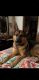 German Shepherd Puppies for sale in Dillon, SC 29536, USA. price: $450