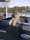 German Shepherd Puppies for sale in Clayton, NC, USA. price: $800