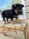 German Shepherd Puppies for sale in Franklinton, North Carolina. price: $350