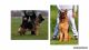 German Shepherd Puppies for sale in Hollis, ME, USA. price: $3,000