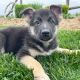 German Shepherd Puppies for sale in Albany, Kentucky. price: $1,500