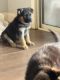 German Shepherd Puppies for sale in Chandler, AZ, USA. price: $700