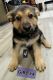 German Shepherd Puppies for sale in Jenks, Oklahoma. price: $500