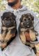 German Shepherd Puppies for sale in Chennai, Tamil Nadu. price: 8,000 INR