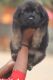 German Shepherd Puppies for sale in Chennai, Tamil Nadu. price: 10,000 INR