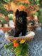 German Shepherd Puppies for sale in Tallahassee, Florida. price: NA