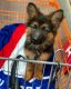 German Shepherd Puppies for sale in Central, South Carolina. price: $500