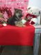 German Shepherd Puppies for sale in Woodburn, IN 46797, USA. price: $500