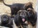 German Shepherd Puppies for sale in Clearwater, MN, USA. price: NA