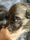 German Shepherd Puppies for sale in Alto, Georgia. price: $1,800
