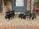 German Shepherd Puppies for sale in Auburn, KY 42206, USA. price: $850