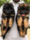 German Shepherd Puppies for sale in Chennai, Tamil Nadu. price: NA