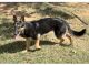 German Shepherd Puppies for sale in Oklahoma City, Oklahoma. price: NA