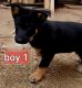 German Shepherd Puppies for sale in Jenks, Oklahoma. price: $500