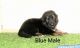 German Shepherd Puppies for sale in Sacramento, CA, USA. price: $800