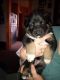 German Shepherd Puppies for sale in Wisconsin Rapids, WI, USA. price: $175