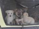 German Shepherd Puppies for sale in Henagar, Alabama. price: $450
