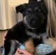 German Shepherd Puppies for sale in Ava, Missouri. price: $275