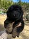 German Shepherd Puppies for sale in Lilburn, GA 30047, USA. price: $1,700