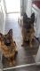 German Shepherd Puppies for sale in Colorado Springs, Colorado. price: $1,300