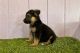 German Shepherd Puppies for sale in Jacksonville, Florida. price: $400