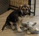 German Shepherd Puppies for sale in Sebastian, Florida. price: $1,250