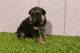 German Shepherd Puppies for sale in Garfield, Arkansas. price: NA