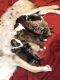 German Shepherd Puppies for sale in Circle Pines, Minnesota. price: $600