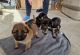 German Shepherd Puppies for sale in Bridgeport, Connecticut. price: $600