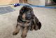 German Shepherd Puppies for sale in Miami Beach, Florida. price: $600
