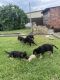 German Shepherd Puppies for sale in Fairfield, New South Wales. price: $2,000