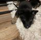 German Shepherd Puppies for sale in Gaylord, Michigan. price: $700