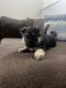 German Shepherd Puppies for sale in Escondido, California. price: $800