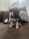 German Shepherd Puppies for sale in Escondido, California. price: $200