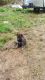 German Shepherd Puppies for sale in Conway, South Carolina. price: $1,000