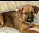 German Shepherd Puppies for sale in Brantley County, GA, USA. price: $200