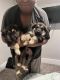 German Shepherd Puppies for sale in Muskegon, Michigan. price: $700