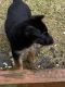 German Shepherd Puppies for sale in Roscoe, New York. price: $750