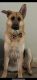 German Shepherd Puppies for sale in Glendale, California. price: NA